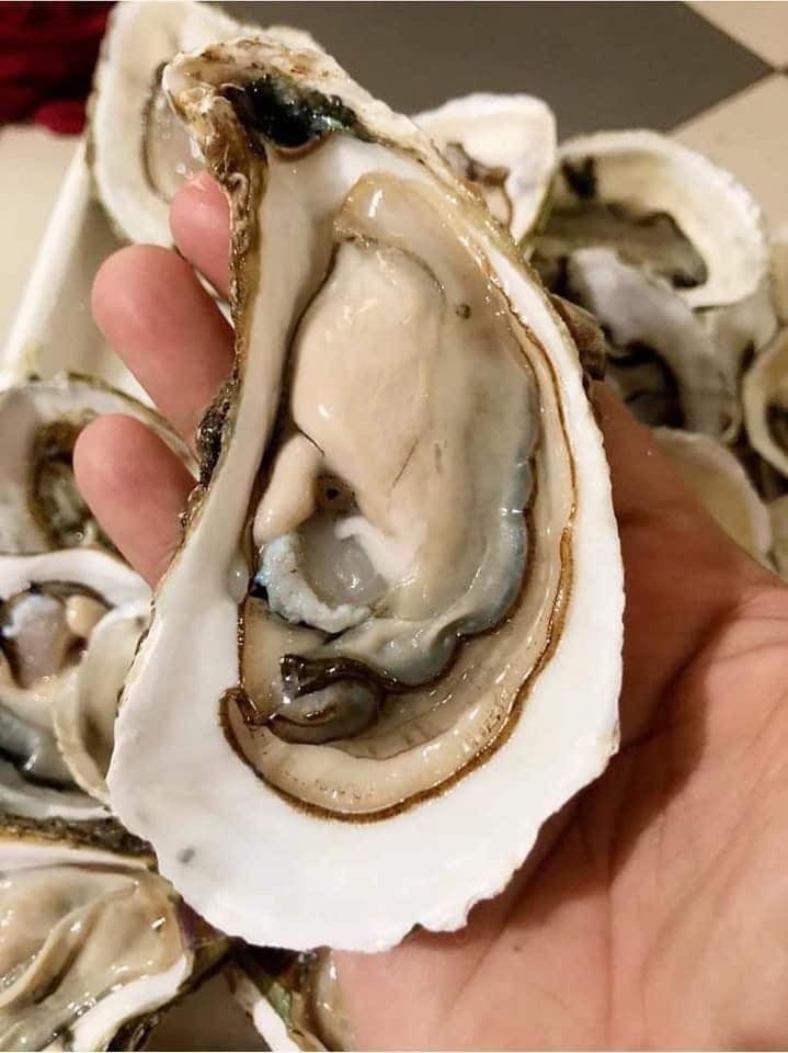 hàu sữa cam ranh mùa hè 2026